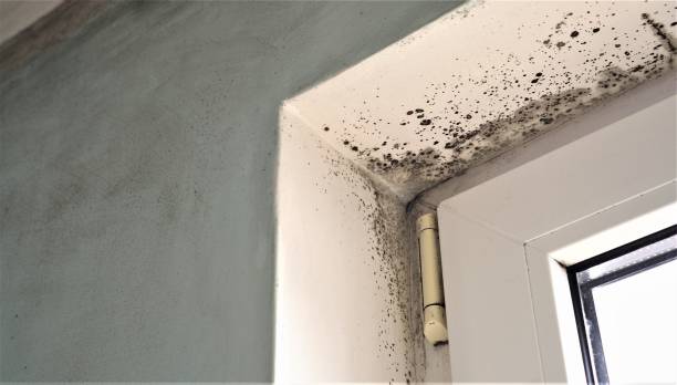 Best Mold-Related Health Consultation  in Triana, AL