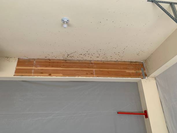 Best Mold Damage Restoration  in Triana, AL