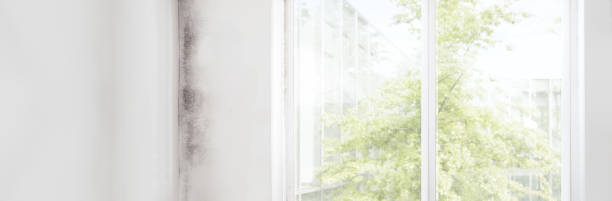 Mold Documentation for Insurance Claims in Triana, AL